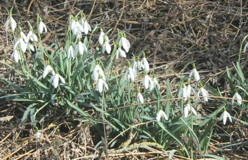 die Frühlingsboten